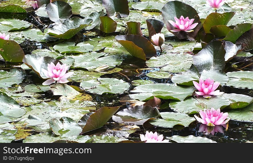 Plant, Flower, Flora, Botanical Garden