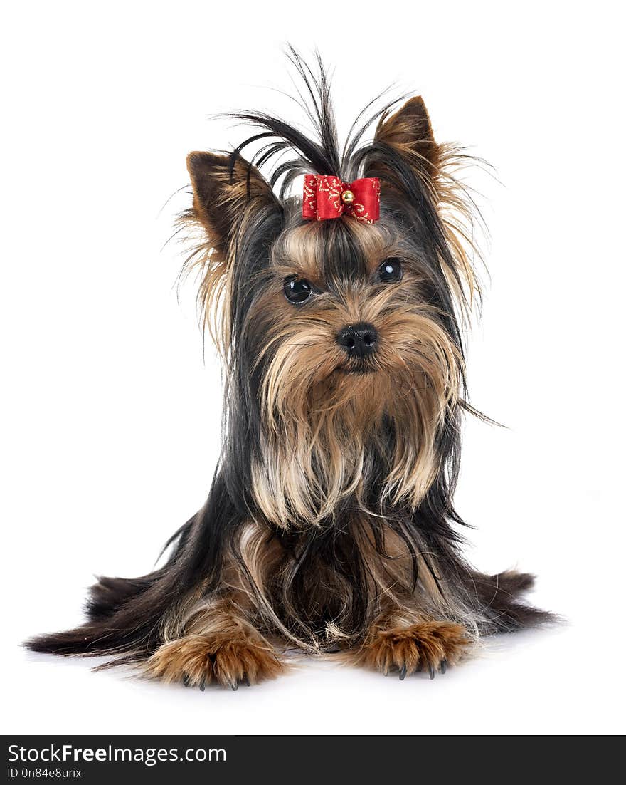 Young yorkshire terrier in front of white background