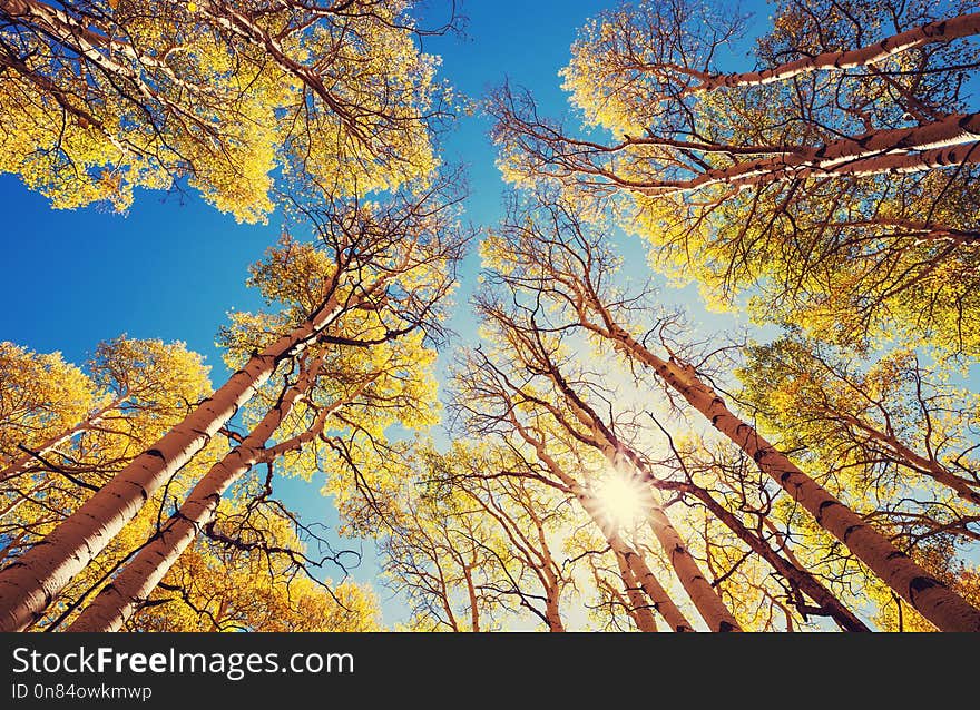 Colorful sunny forest scene in Autumn season with yellow trees in clear day. Colorful sunny forest scene in Autumn season with yellow trees in clear day.