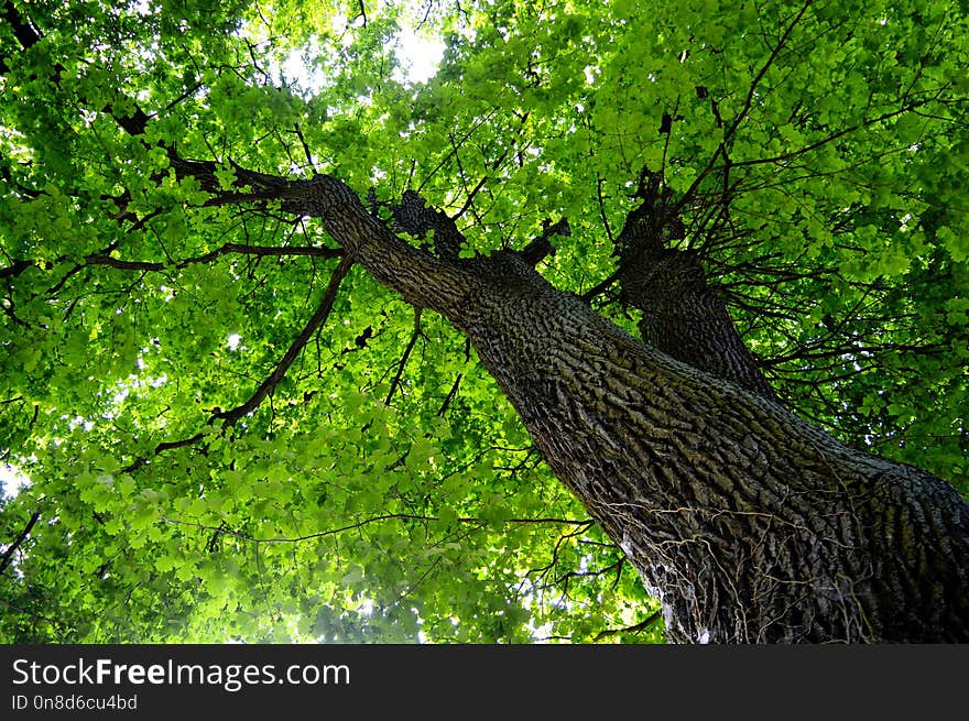 Tree, Green, Vegetation, Branch