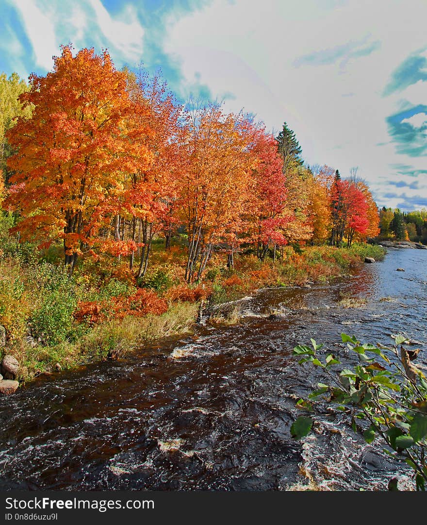 Nature, Leaf, Water, Autumn