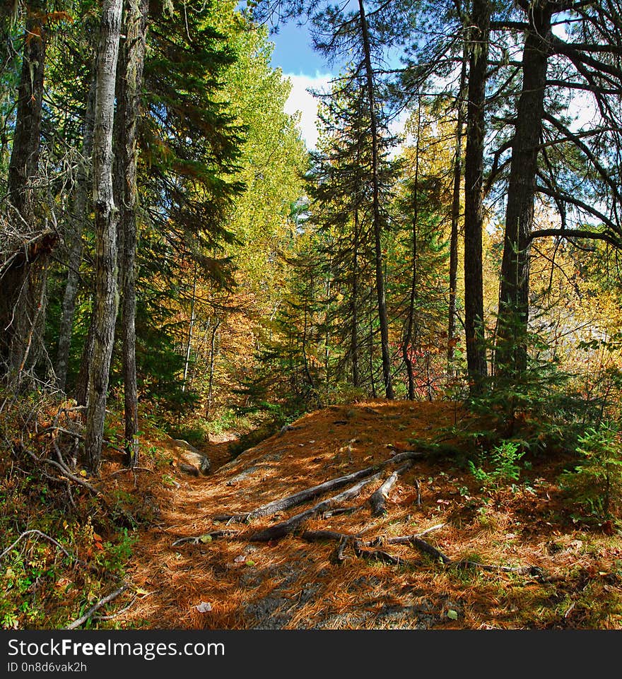 Ecosystem, Nature, Path, Temperate Broadleaf And Mixed Forest