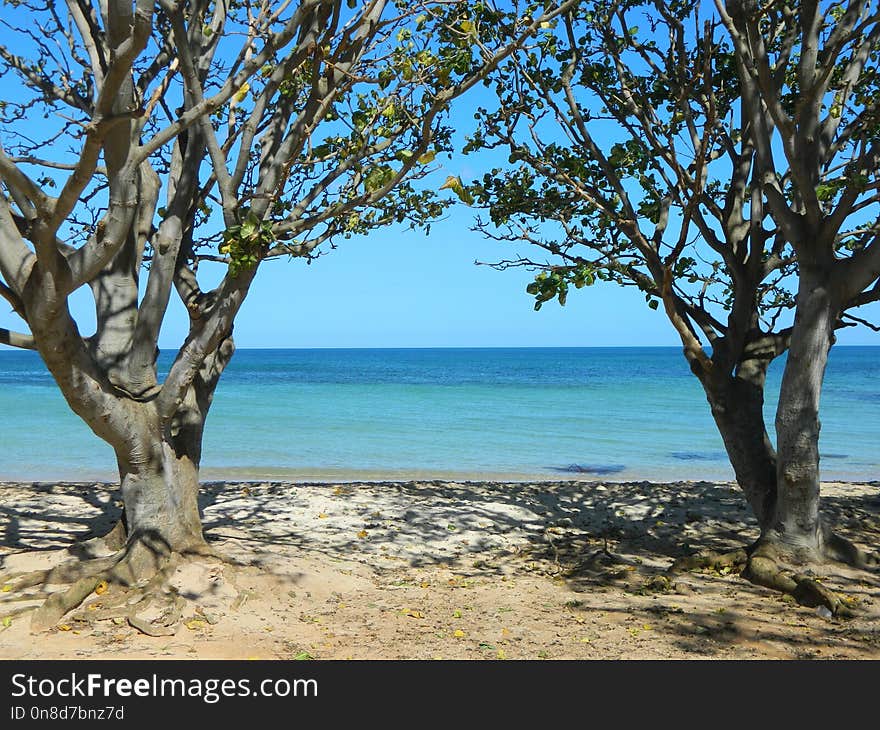 Shore, Tree, Sea, Coast