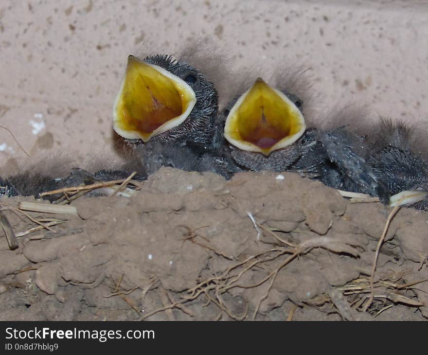 Bird, Fauna, Beak, Bird Nest