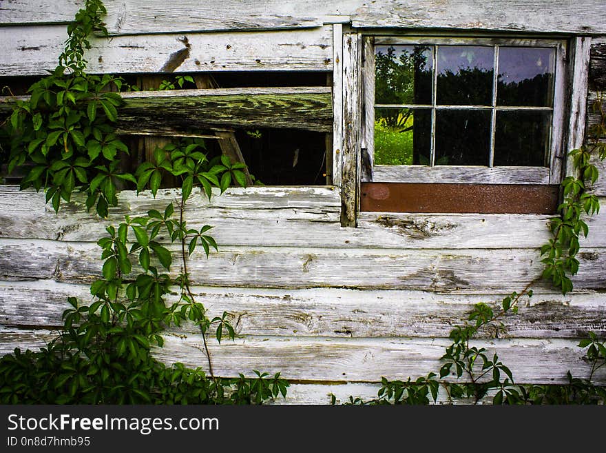 House, Wall, Window, Tree