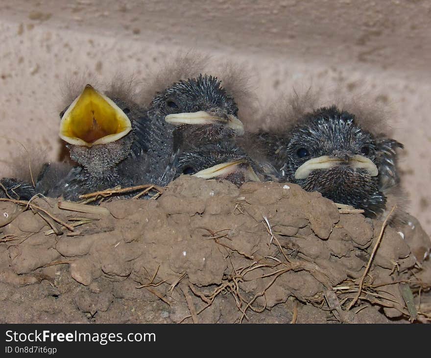 Fauna, Bird, Beak, Bird Nest