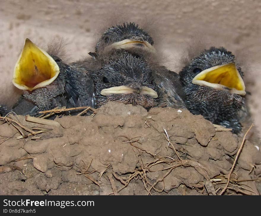 Bird, Beak, Fauna, Bird Nest