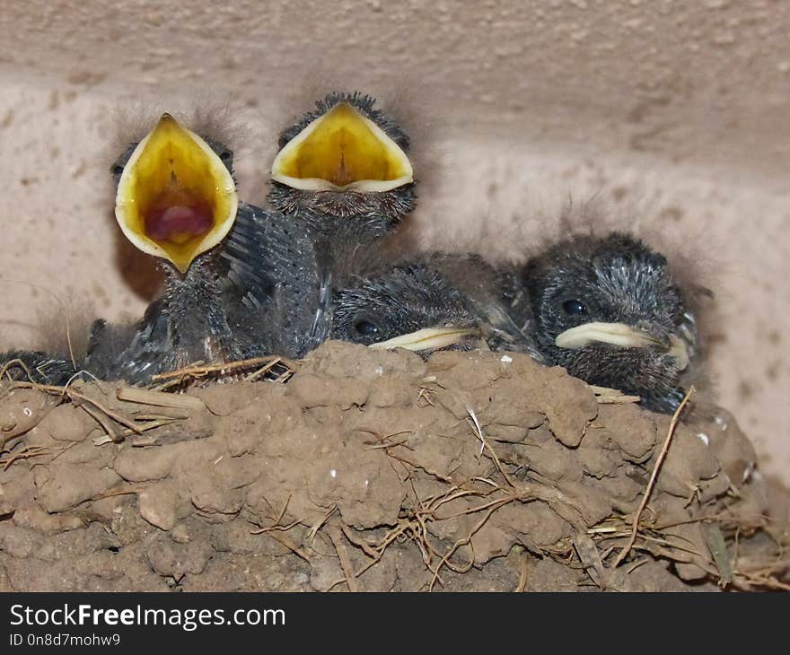 Fauna, Bird, Beak, Organism