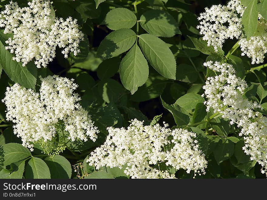 Plant, Nannyberry, Viburnum, Cow Parsley