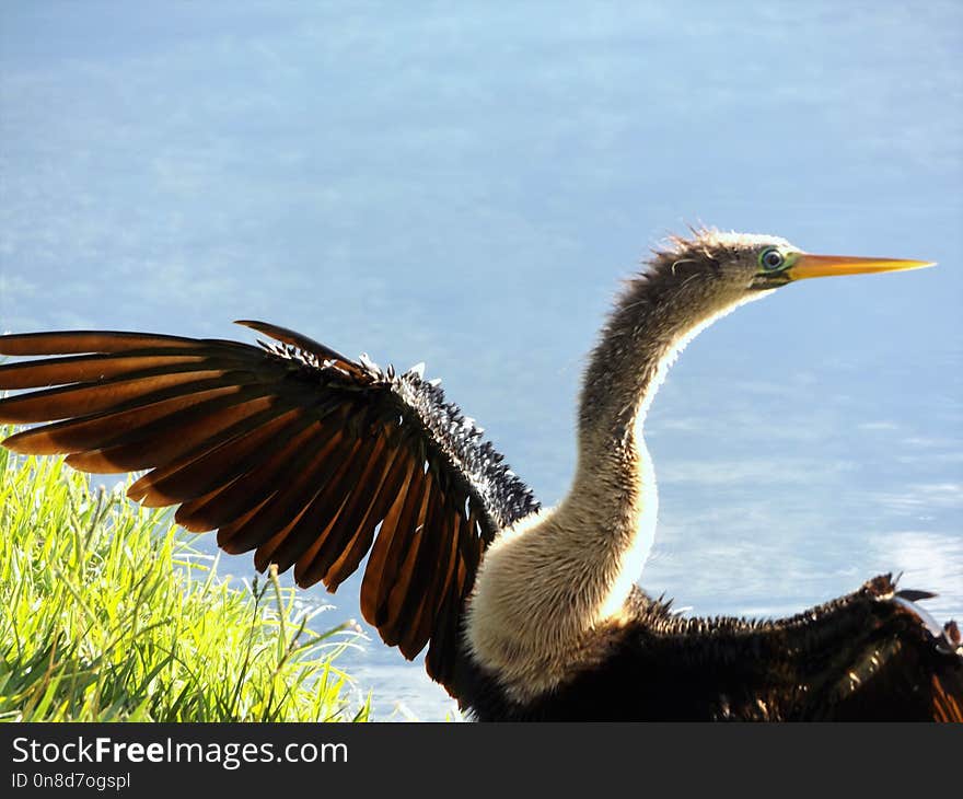 Bird, Beak, Fauna, Wildlife