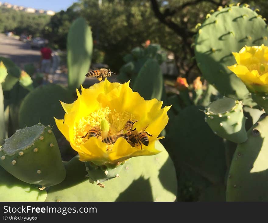 Plant, Flowering Plant, Yellow, Eastern Prickly Pear