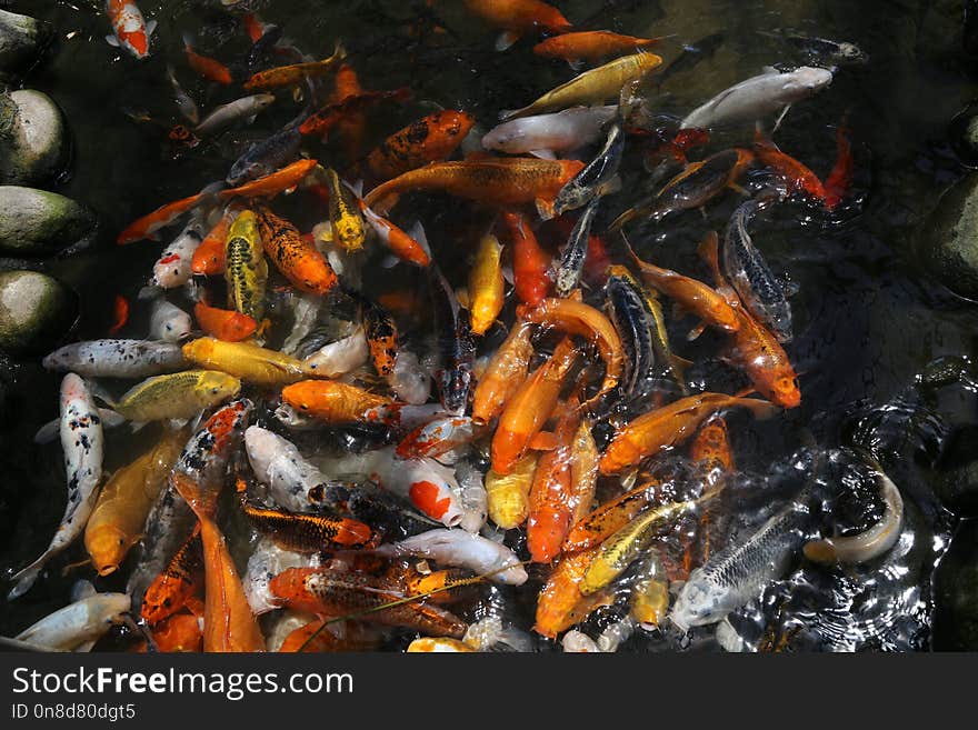 Koi, Fish Pond, Fish, Water