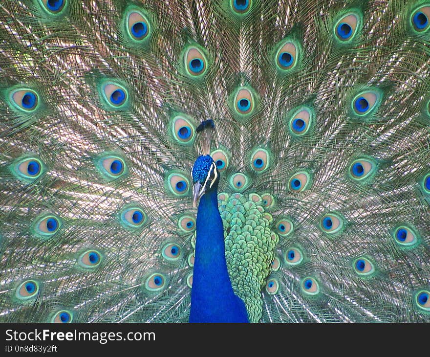 Peafowl, Feather, Galliformes, Organism