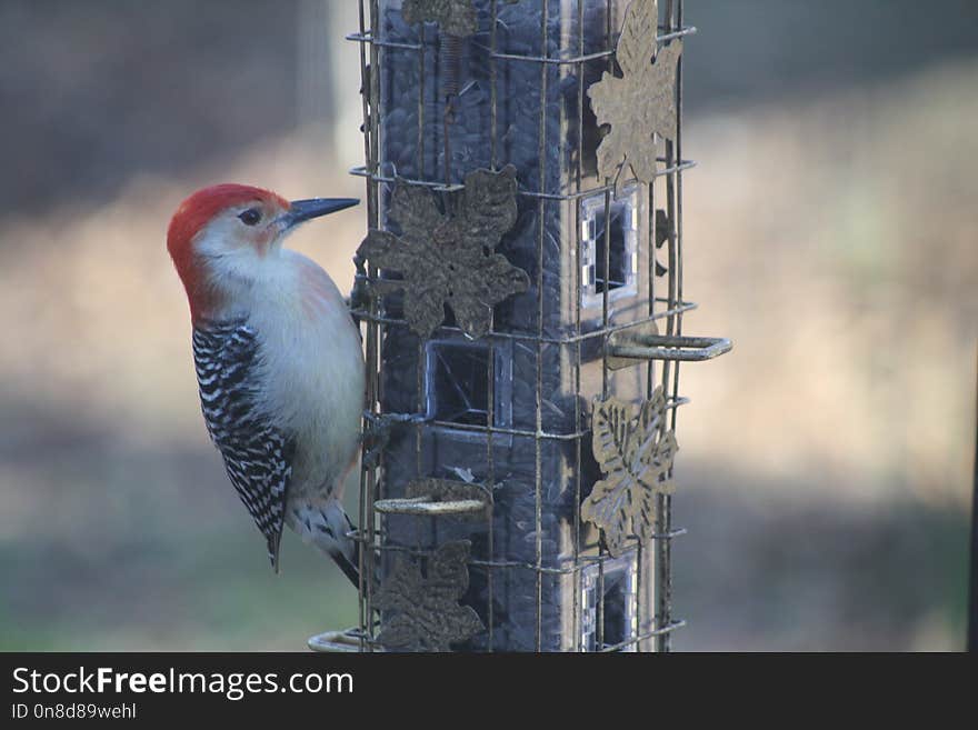 Bird, Beak, Fauna, Woodpecker