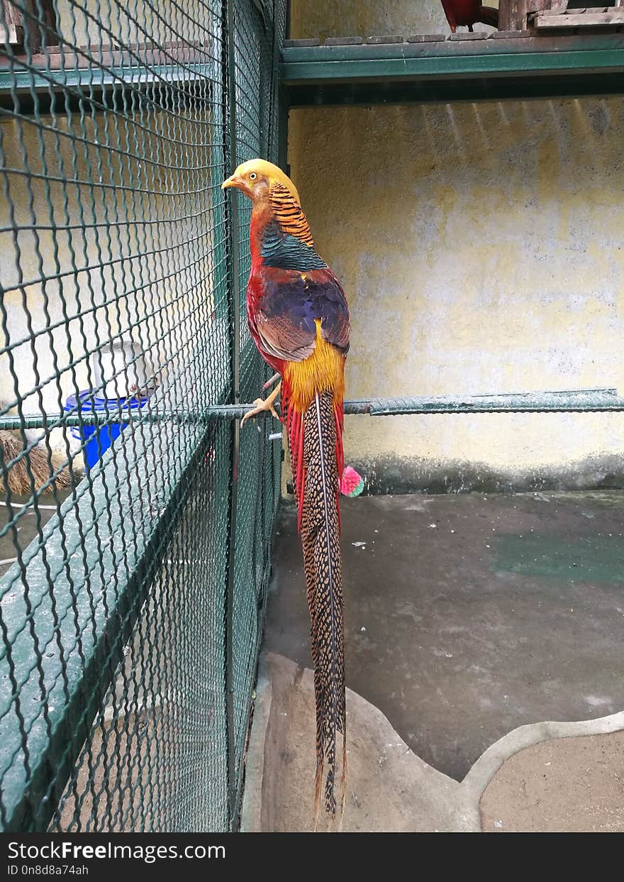 Vertebrate, Macaw, Bird, Fauna