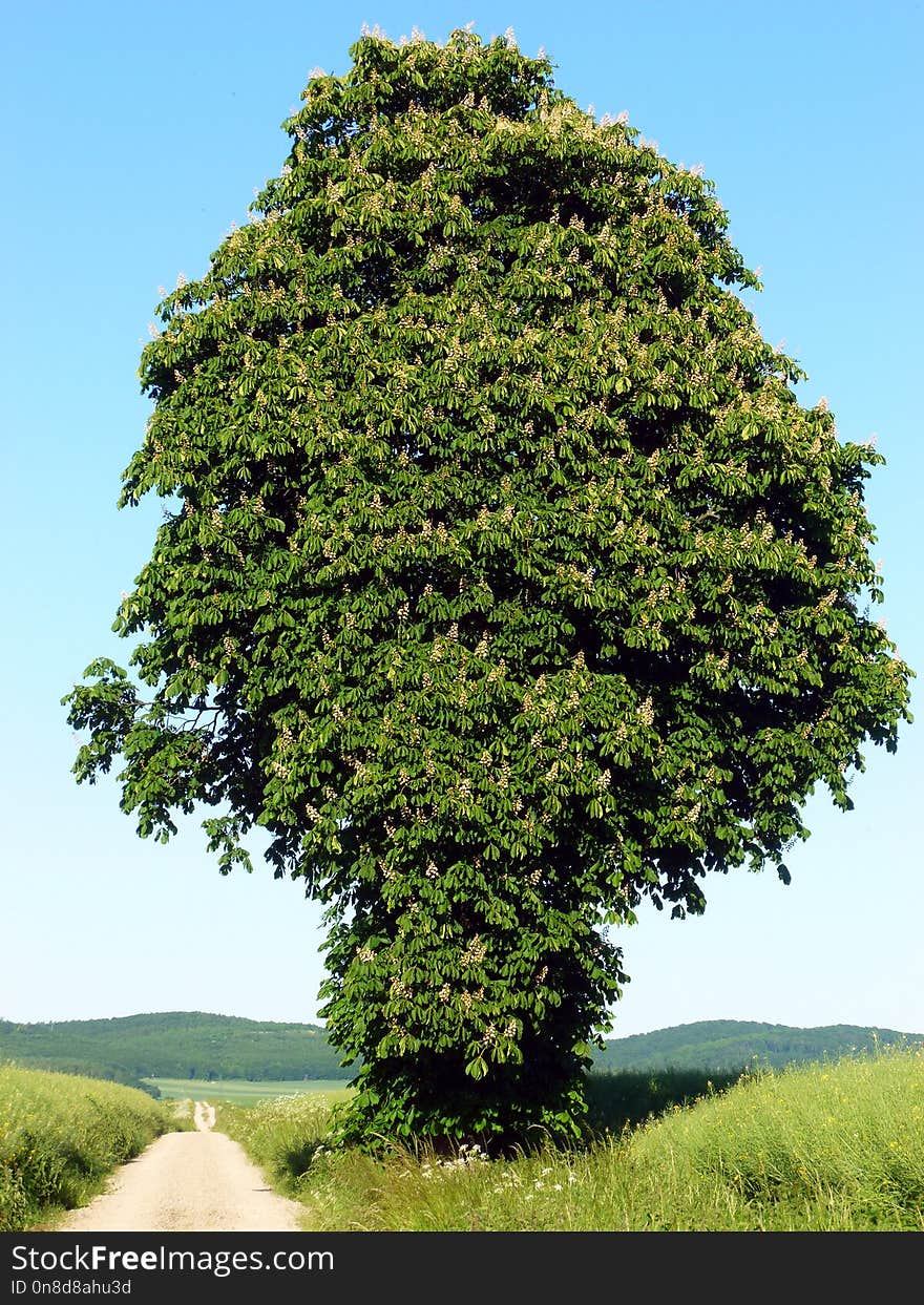 Tree, Vegetation, Woody Plant, Plant