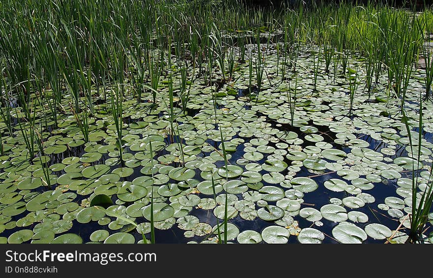 Plant, Vegetation, Water, Ecosystem