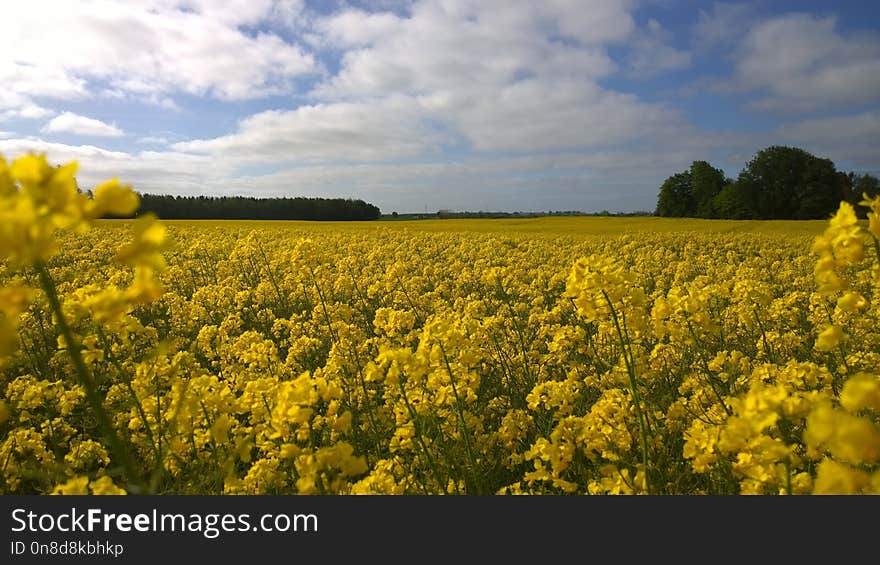 Rapeseed, Canola, Yellow, Field