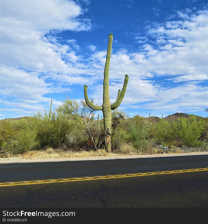 Sky, Road, Plant, Vegetation