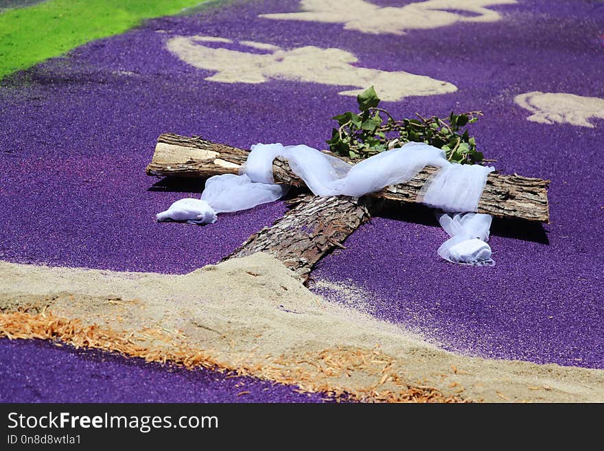 Purple, Flower, Violet, Plant