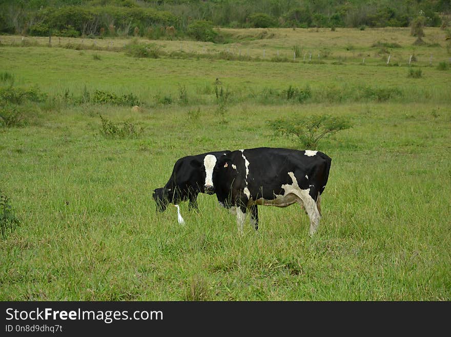 Grassland, Pasture, Cattle Like Mammal, Grazing