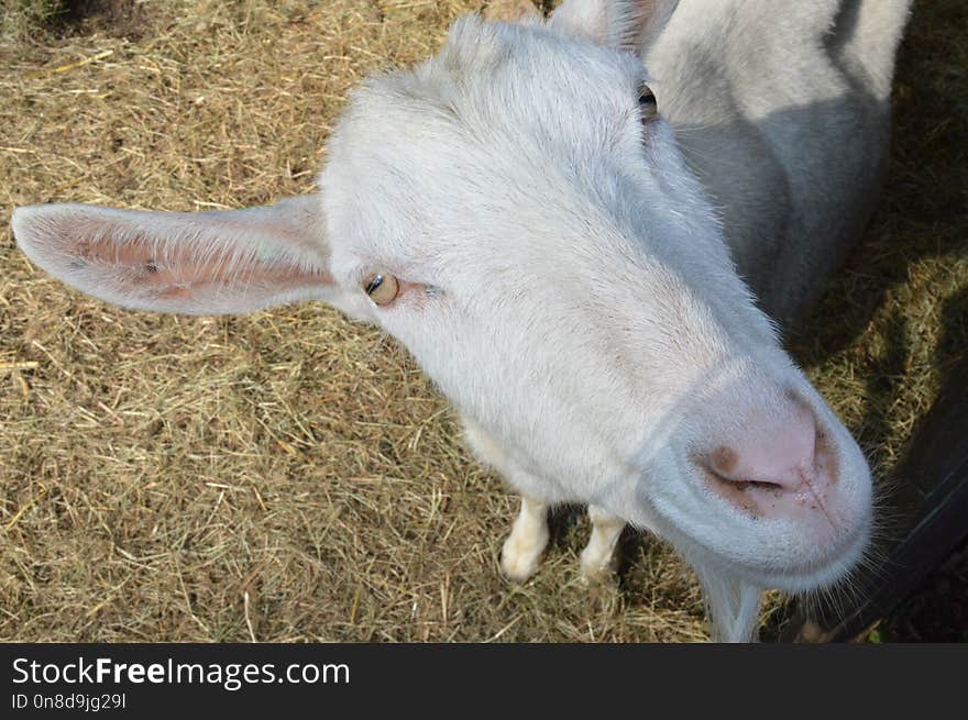 Goats, Goat, Fauna, Cow Goat Family