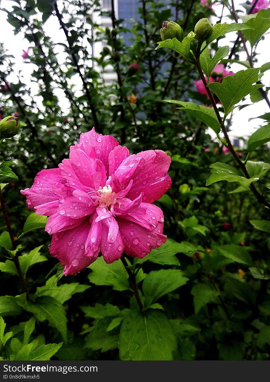 Flower, Plant, Flowering Plant, Flora