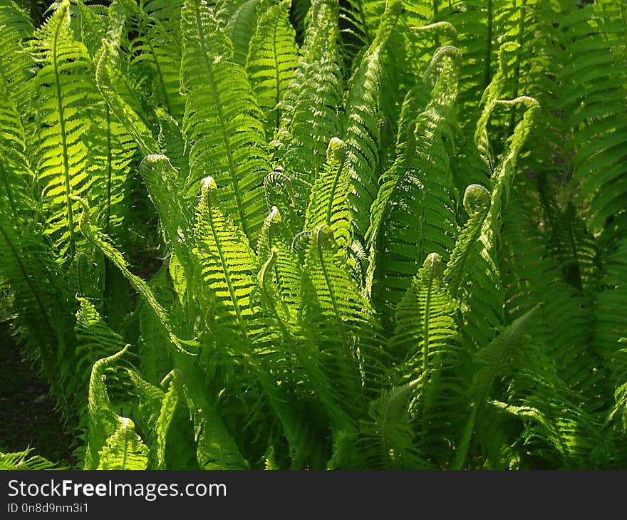 Ostrich Fern, Plant, Vegetation, Ferns And Horsetails