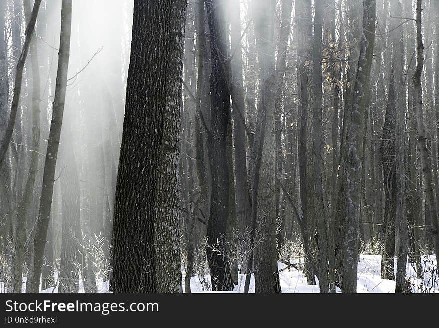 Tree, Freezing, Winter, Snow