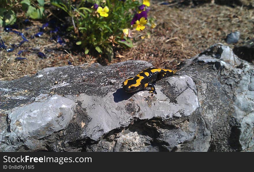 Salamandra, European Fire Salamander, Salamandridae, Organism