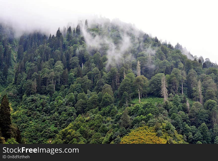 Vegetation, Nature, Tropical And Subtropical Coniferous Forests, Ecosystem