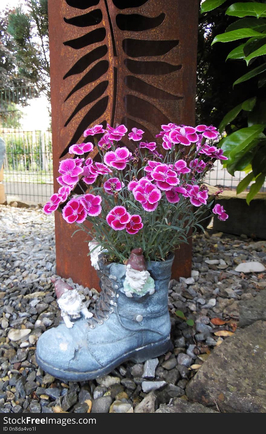 Flower, Plant, Pink, Flowering Plant