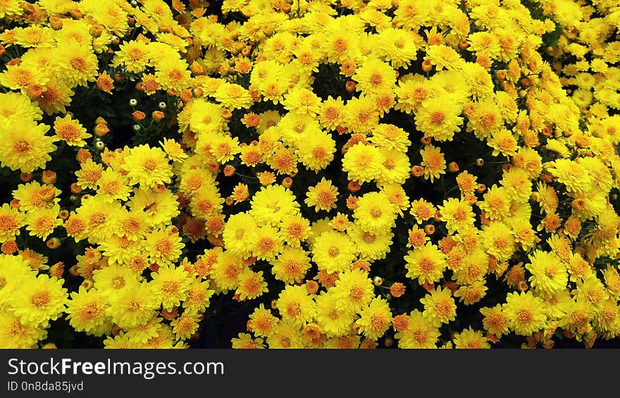 Flower, Yellow, Plant, Flowering Plant