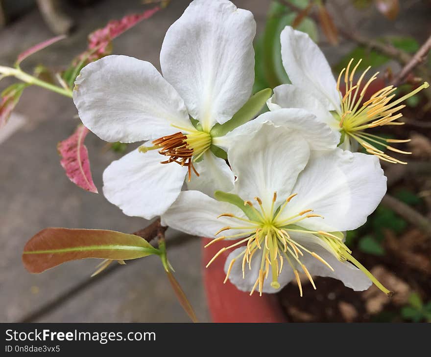 Flower, Flora, Plant, Flowering Plant