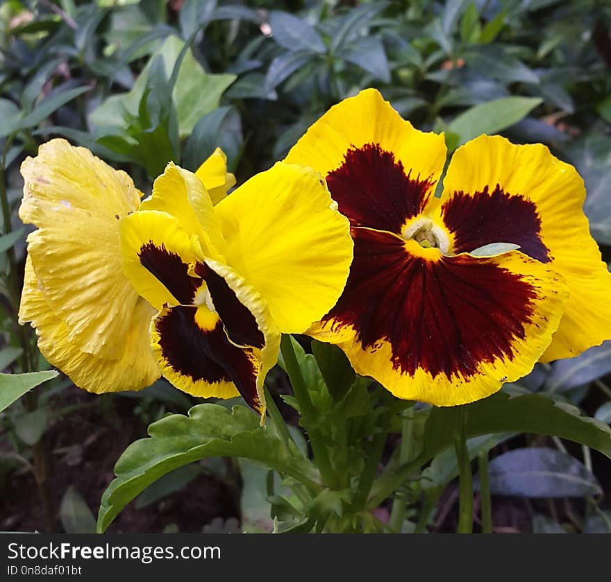 Flower, Plant, Yellow, Flowering Plant