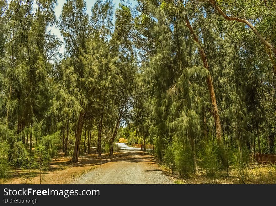 Tree, Vegetation, Ecosystem, Path