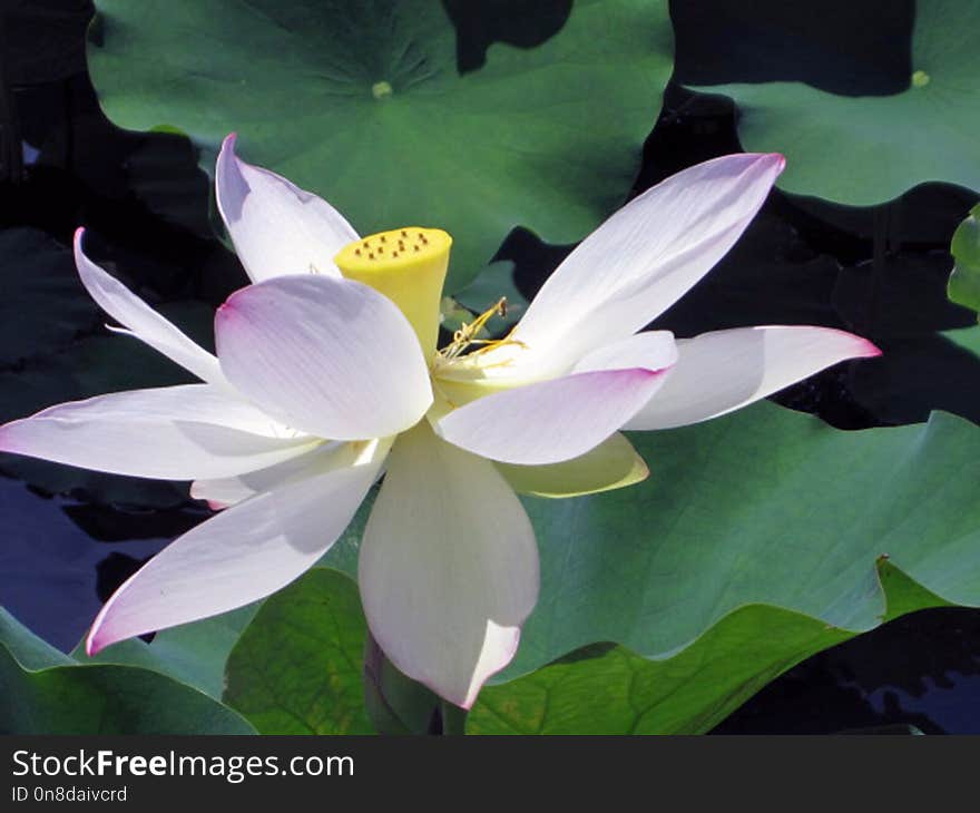 Flower, Plant, Sacred Lotus, Lotus