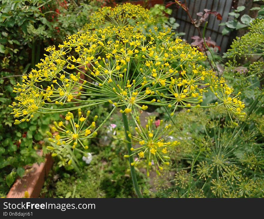 Plant, Flora, Flower, Subshrub