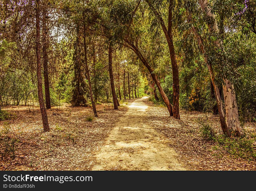 Path, Woodland, Ecosystem, Vegetation