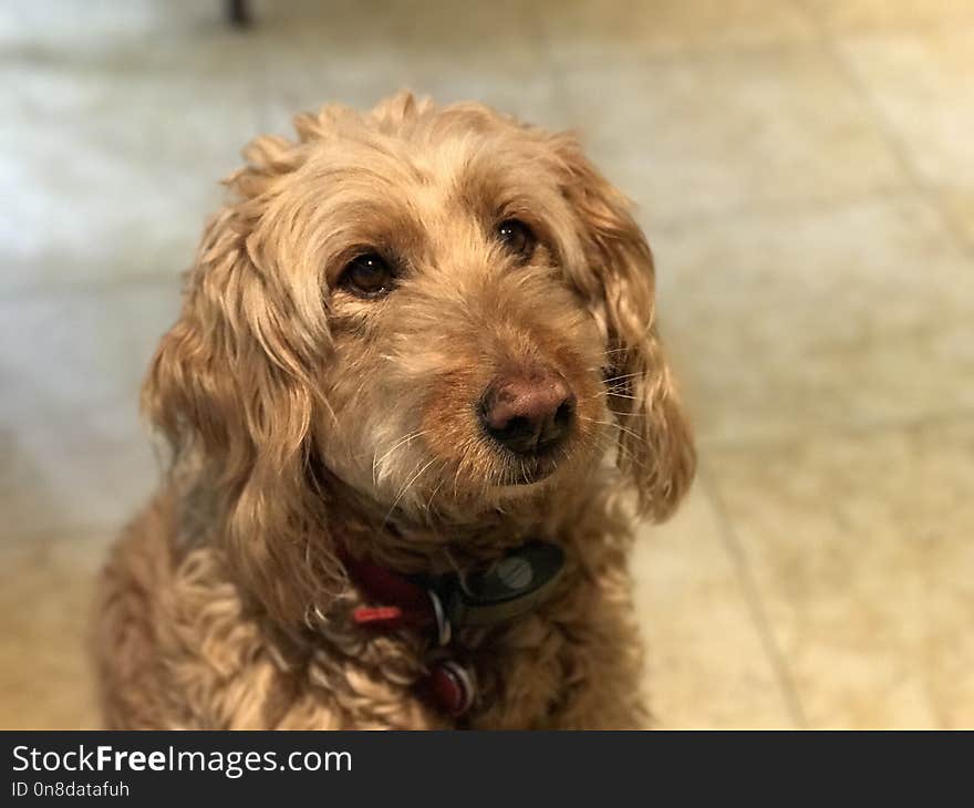 Dog, Dog Breed, Dog Like Mammal, Goldendoodle