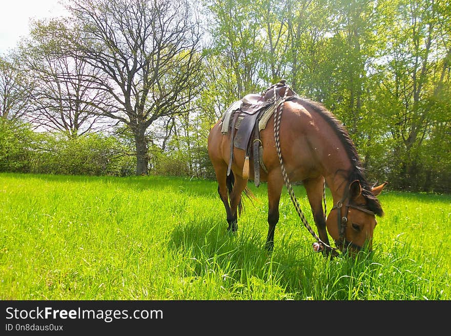 Grassland, Pasture, Horse, Bridle