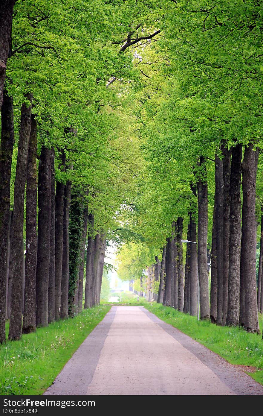 Green, Tree, Nature, Grove