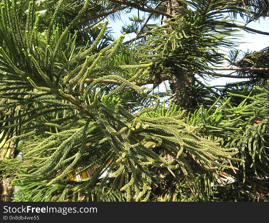 Tree, Pine Family, Plant, Spruce