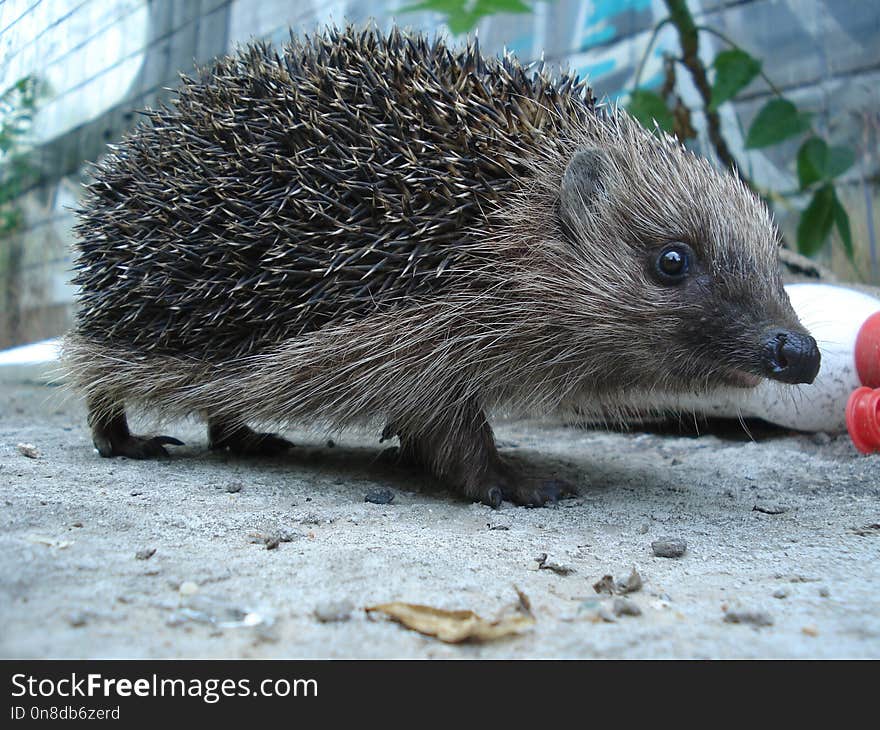 Hedgehog, Erinaceidae, Domesticated Hedgehog, Fauna