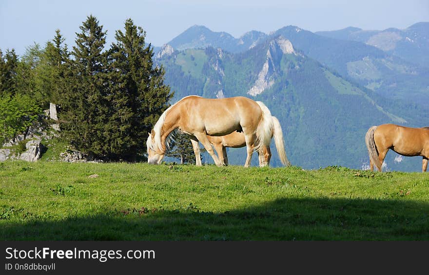 Pasture, Grassland, Horse, Grazing