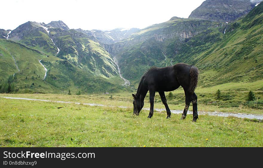 Grassland, Pasture, Grazing, Mountainous Landforms