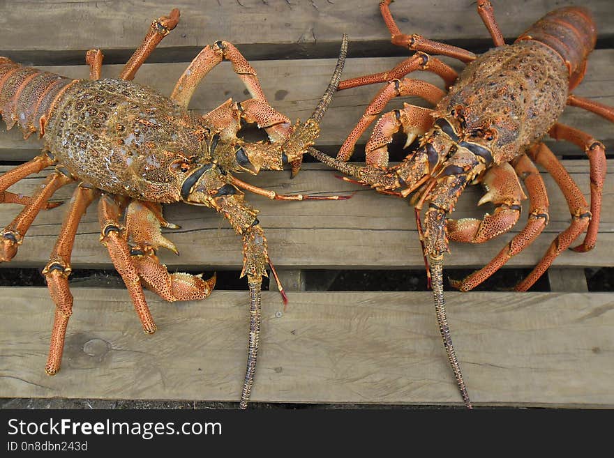 Decapoda, Seafood, Crustacean, American Lobster