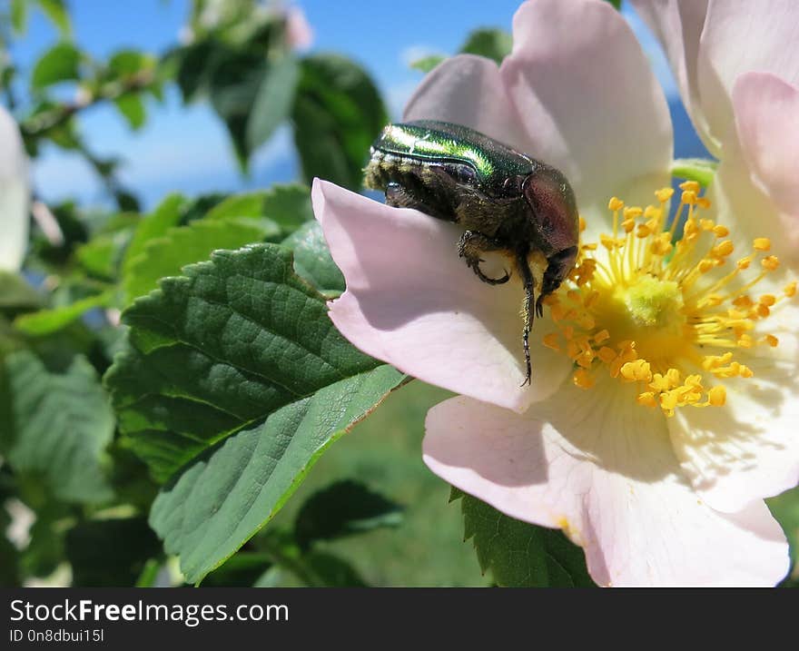 Flower, Bee, Insect, Nectar