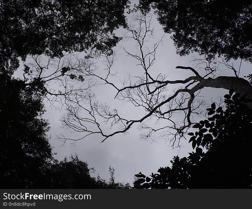 Sky, Tree, Branch, Nature