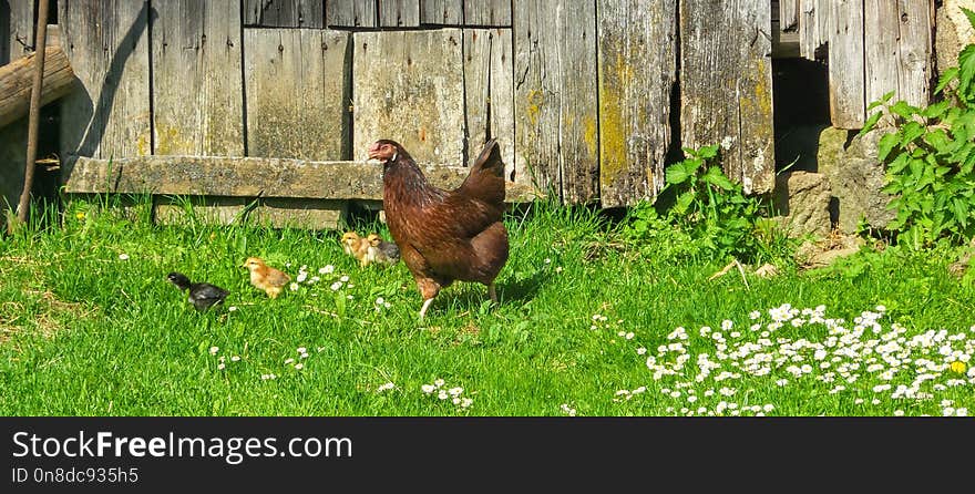 Chicken, Fauna, Galliformes, Grass